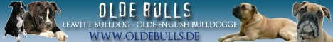 Leavitt Olde English Bulldogge auf oldebulls.de